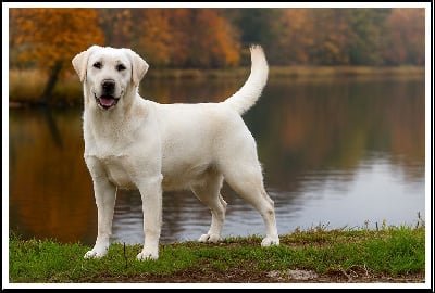 image de Victoria's secret