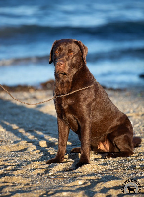 Étalon Labrador Retriever - Usheen des Landes d'Eole