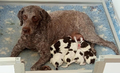 Étalon Lagotto Romagnolo - Sushi De la basse Dordogne