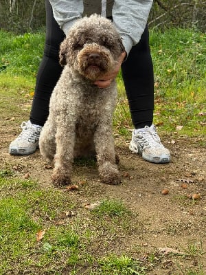 Topaze des coleres de Zeus