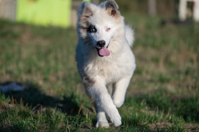 Étalon Laika de iakoutie - Not Fancy Apt