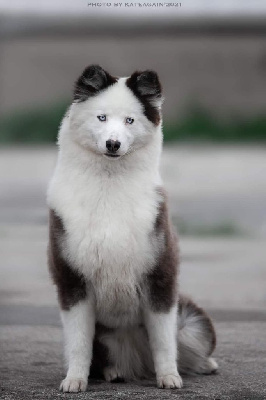 Étalon Laika de iakoutie - CH. syrdyk sulus Dalbar