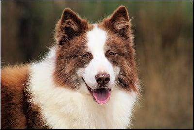 Étalon Laika de iakoutie - Oukaya forever Us vs the world