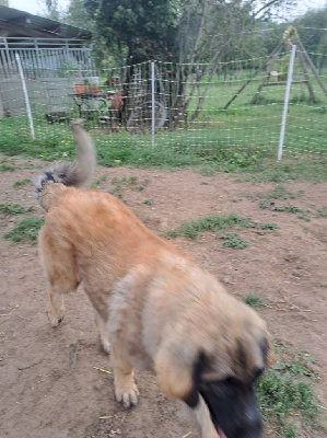 Étalon Leonberger - Arwen du Pont des Aulnes