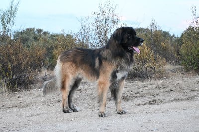 Humberto de valdelaguila