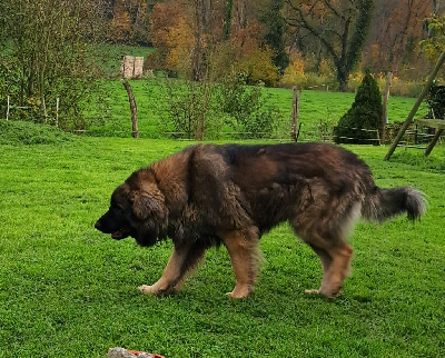 Étalon Leonberger - Upton du Pont des Aulnes