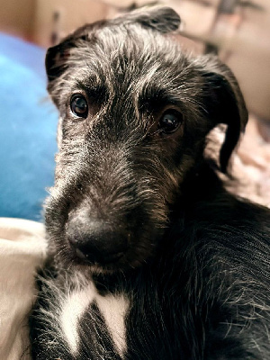 Étalon Levrier Irlandais - Azshara stormwind Des Terres De Norfendre