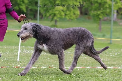Étalon Levrier Irlandais - Tentation Des Elflines De Gaelic