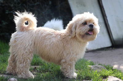 Étalon Lhassa Apso - Utara Der Lenn