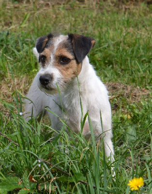 Étalon Parson Russell Terrier - Triumph spitfire Du site corot