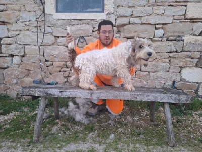 Étalon Petit Basset griffon vendeen - Velour Des Gites De La Fombale