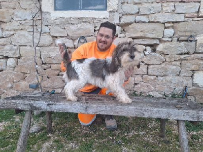 Étalon Petit Basset griffon vendeen - Vico de la lisière de la foret du nouvion