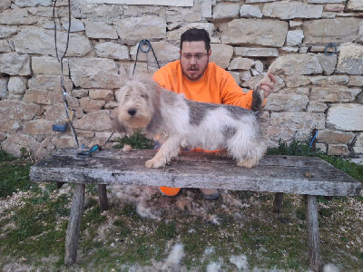 Étalon Petit Basset griffon vendeen - Venus Des Gites De La Fombale