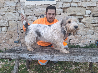 Étalon Petit Basset griffon vendeen - Vaillant Des Gites De La Fombale