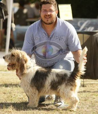 Étalon Petit Basset griffon vendeen - Sam Des Gites De La Fombale