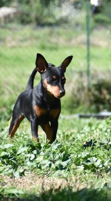 Étalon Pinscher nain - All you need is love The Sweet Dream Of Cristale