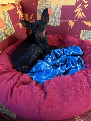 Étalon Pinscher nain - Ti'belle Du Hameau Des Nours