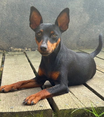 Étalon Pinscher nain - Vaïka De La Plaine Bretonne