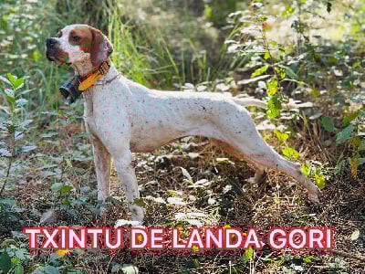 Étalon Pointer - TR. Txintu de landa gori