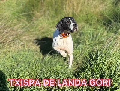 Étalon Pointer - Txispa de landa gori