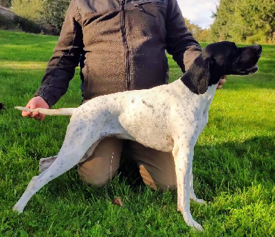 Étalon Pointer - Vahiana Des Bords Du Yar