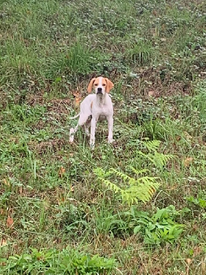 Étalon Pointer - Amber De Mayazi