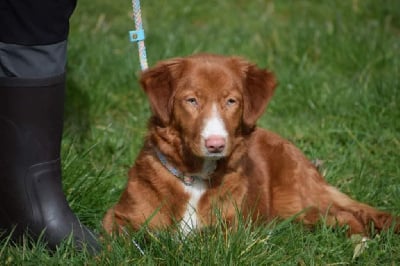 Étalon Retriever de la Nouvelle-Ecosse - Aslo know as tara da herdade da aroeira
