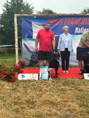 Étalon Rottweiler - Van gogh Vom Owane's Paradise