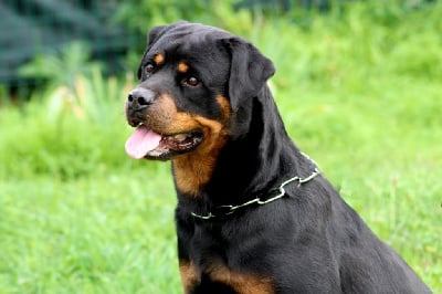 Étalon Rottweiler - U'alpina Breeder Of Big Dog