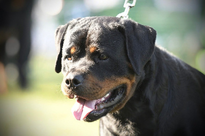 Étalon Rottweiler - V urus Von Der Vangfuller