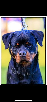 Étalon Rottweiler - Alpha The Descendants Of The King