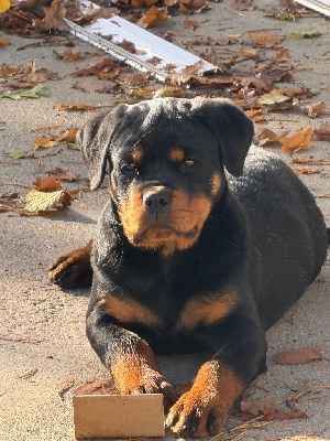 Étalon Rottweiler - Ava du dog builder