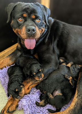 Étalon Rottweiler - Uska (Sans Affixe)