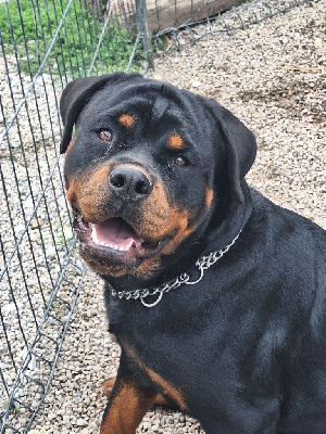 Étalon Rottweiler - V'zara (venus) Of Holly's Kingdom