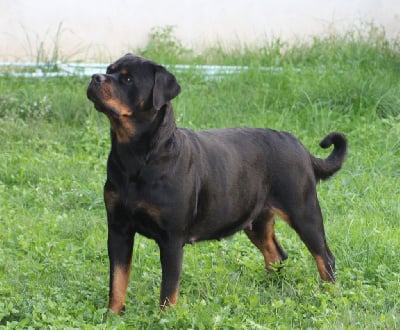 Étalon Rottweiler - T' arya Breeder Of Big Dog