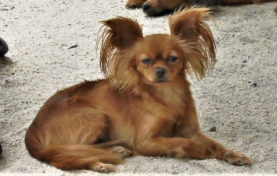 Étalon Russkiy Toy (Petit Chien Russe) - maestro bravo Barhat oseni dite romy