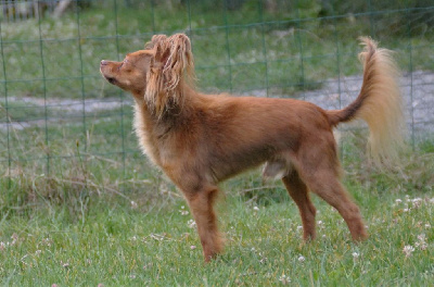 Étalon Russkiy Toy (Petit Chien Russe) - CH. Pim's Divine Manoune