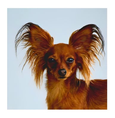 Étalon Russkiy Toy (Petit Chien Russe) - CH. milyi angel Pervaya lubov