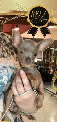 Étalon Russkiy Toy (Petit Chien Russe) - Volyo siren nash Des Hibiscus D'Azur