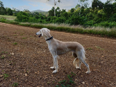 Étalon Saluki - She's my baby De Balkh
