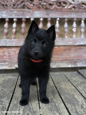 Étalon Schipperke - Sombre Romance Aria