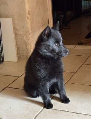 Étalon Schipperke - Akelle est jolie des perles noires