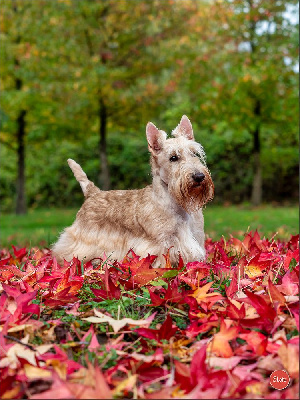 Étalon Scottish Terrier - Unique passion du Clan des Petits Colonels
