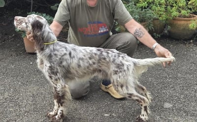 Étalon Setter Anglais - Ulman Du Trefle Bleu