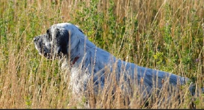 Étalon Setter Anglais - Tupac du Mas d'Eyraud