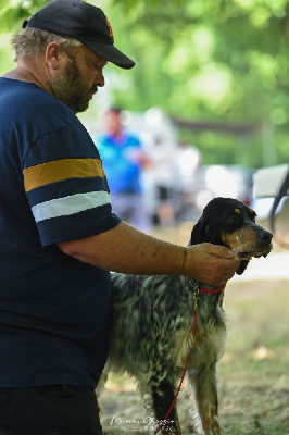 Étalon Setter Anglais - Viraty Des Sentiers De La Douyne