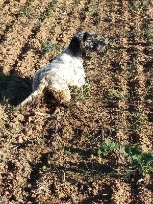 Étalon Setter Anglais - Tane du cordon des druides