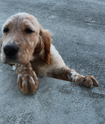 Étalon Setter Anglais - Athéna De La Vallée Du Pairon