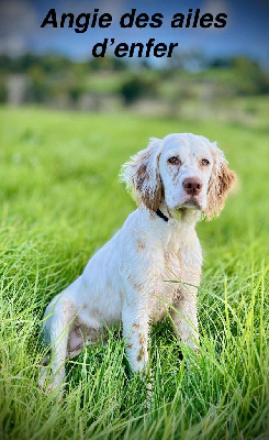 Étalon Setter Anglais - Angie Des Ailes D'Enfer