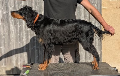Étalon Setter Gordon - Tite Du Vallon Des Bécasses